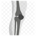 Knee Anatomy X Ray Icon