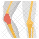 Bone Joints Knee Bones Knee Joint Icon