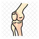 Knee Bone Kneecap Icon