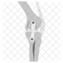 Bone Joints Bones Knee Joint Icon