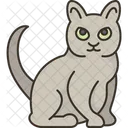 Korat Cat Breed Icon