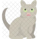 Korat Cat  Icon