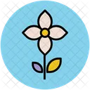 Kousa Dogwood Flower Icon