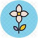 Kousa Dogwood Flower Icon
