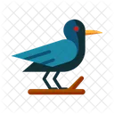 Krahe Halloweenkrahe Schwarzer Vogel Symbol