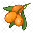 Kumquad Fruit Healthy Icon