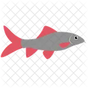 Labeo Zweifarbiger Fisch Meerestier Tier Symbol