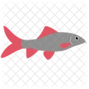 Labeo Bicolor Fish Sea Creature Animal Icon