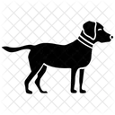 Labrador  Icon