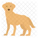 Labrador Dog Puppy Icon