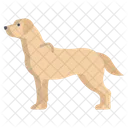 Labrador Retriever Domestic Guide Icon