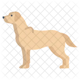 Labrador Retriever  Icon