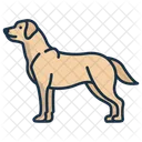 Labrador Retriever Domestic Guide Icon