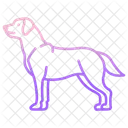 Labrador Retriever Domestic Guide Icon