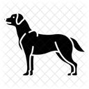 Labrador Retriever Domestic Guide Icon