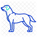 Labrador Retriever Domestic Guide Icon