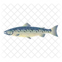 Lachs  Symbol