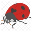 Lady Bug Entomology Beetle Icon