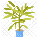 Lady Palm Areca Palm Plant Icon