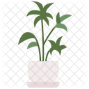 Lady Palm Tree Leaf Nature Icon