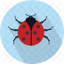 Ladybird Beetle Bug Icon