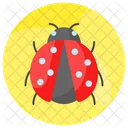 Ladybird Ladybug Coccinellidae Icon