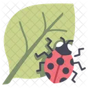 Leaf Ladybug Nature Icon