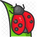 Ladybug Insect Garden Icon
