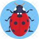 Ladybug Bugs Insect Icon