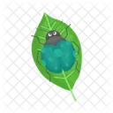 Ladybug Beetle Bug Icon