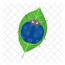 Ladybug Beetle Bug Icon