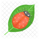 Ladybug Beetle Bug Icon
