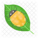 Ladybug Beetle Bug Icon