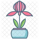Ladys Slipper Orchid Plant  Icon