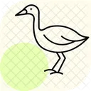 Lapwing Bird Plover Icon