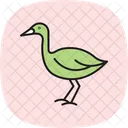 Lapwing Bird Plover Icon