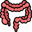 Larg Intostine Organ Body Part Icône