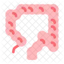 Large Intestine Digestive Gastrointestinal Icon