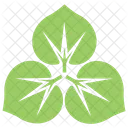 Flower Large Leaved Lime Icon