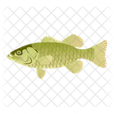 Largemouth Bass  Icon