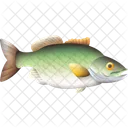 Largemouth Bass Fish Snapper Icon