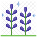 Lavanda  Icono