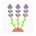 Lavendel  Symbol