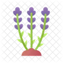 Lavendel  Symbol