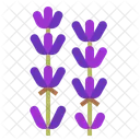 Lavendel Blume Duft Symbol