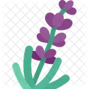 Lavender Floral Aromatic Icon