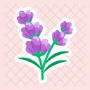 Lavender  Icône