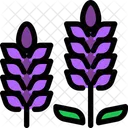 Lavender Flower Fragrant Icon
