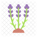 Lavender Plant Flower Icon