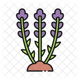 Lavender  Icon